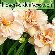 Hemerocallis Aubrey Johnson, Taglilie Aubrey Johnson, Taglilie Aubrey Johnson, Aubrey Johnson Taglilie, Mittagszeit Taglilie, rosa Taglilien, rosa Taglilie, Taglilien, rosa Blüten, rosa Hemerocallis