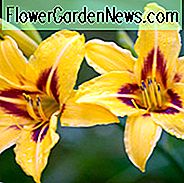 Hemerocallis Bonanza, Taglilien Bonanza, Tag Lily Bonanza, Bonanza Daylily, Midseason Daylily, gelbe Taglilien, gelbe Daylily, Tag Lilien, gelbe Blüten, gelbe Hemerocallis