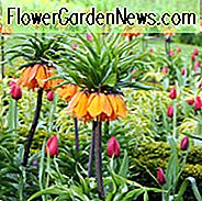 Fritillaria Imperialis Premier, Crown Imperial, Mitte Frühlingsblüte, Fritillaria Premier, späte Frühlingsblüte, orange Krone imperial