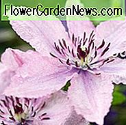 Clematis 'Hagley Hybrid', Clematis 'Pink Chiffon', Großblumige Clematis, Gruppe 3 Clematis, rosa Clematis, Späte Clematis, Clematis Rebe, Clematis Plant, Blumen Reben, Clematis Flower, Clematis Pruning