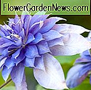 Clematis 'Multi Blue', Großblumige Clematis 'Multi Blue', Gruppe 2 Clematis, Doppel Clematis, Lavendel Clematis, Blaue Clematis, Purpur Clematis, Clematis Rebe, Clematis Plant, Blumen Reben, Clematis Flower, Clematis Pruning,