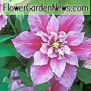 Clematis 'Piilu', großblumige Clematis 'Piilu', Gruppe 2 Clematis, rosa Clematis, doppelte Clematis, Clematis Rebe, Clematis Plant, Blumen Reben, Clematis Flower, Clematis Pruning