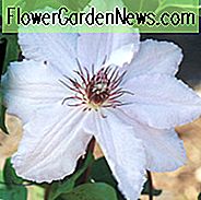 Clematis 'Snow Queen', großblumige Clematis Snow Queen, Gruppe 2 Clematis, weiße Clematis, Creme Clematis, Clematis Rebe, Clematis Plant, Blumen Reben, Clematis Blume, Clematis Pruning