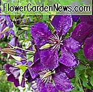 Clematis 'The President', frühe großblütige Clematis 'The President', Gruppe 2 Clematis, lila Clematis, Clematis Rebe, Clematis Plant, Flower Reben, Clematis Flower, Clematis Pruning