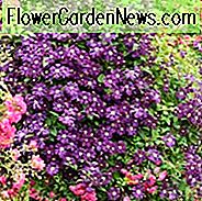 Kombinieren von Rosen und Clematis, Mischen von Clematis und Rosen, wachsende Clematis und Rosen, Clematis und Roses Kombinationen, beste Kletterrosen, beste Clematis, Pflanzen Rosen und Clematis, Pruning Rosen und Clematis