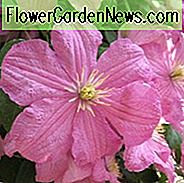 Clematis 'Comtesse de Bouchaud', großblumige Clematis, Gruppe 3 Clematis, rosa Clematis, Clematis Rebe, Clematis Plant, Flower Reben, Clematis Flower, Clematis Pruning