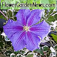Clematis 'Perle d'Azur', blaue Clematis, Gruppe 3 Clematis, großblumige Clematis, Clematis-Rebe, Clematis-Anlage, Blumen-Reben, Clematis-Blume, Clematis-Beschneidung