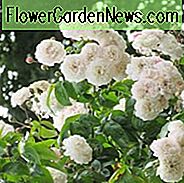 Rose 'Felicite Perpetue', Rosa 'Felicite Perpetue', Rambler Rose 'Felicite Perpetue', Rosa 'Seven Sisters', Hybrid Sempervirens Rosen, Rambler Roses, Weiße Rosen, Rosensträucher, Garden Roses