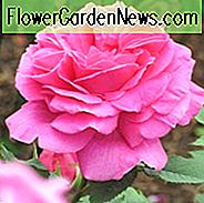 Rose Madame Isaac Pereire, Rosa 'Madame Isaac Pereire', Rosa × borboniana 'Madame Isaac Pereire', Kletternde Bourbon-Rosen, Strauchrosen, rosa Rosen, Kletterrosen, duftende Rosen