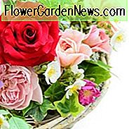 Kombinieren von Rosen und Clematis, Mischen von Clematis und Rosen, wachsende Clematis und Rosen, Clematis und Roses Kombinationen, beste Kletterrosen, beste Clematis, Pflanzen Rosen und Clematis, Pruning Rosen und Clematis