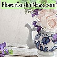 Kombinieren von Rosen und Clematis, Mischen von Clematis und Rosen, wachsende Clematis und Rosen, Clematis und Roses Kombinationen, beste Kletterrosen, beste Clematis, Pflanzen Rosen und Clematis, Pruning Rosen und Clematis