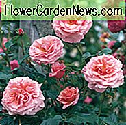 Rose 'Aloha', Rosa 'Aloha', 'Rambling Rose' Aloha ', Rambler Roses, Kletterrosen, rosa Rosen, sehr duftende Rosen, Strauchrosen, rosa Rosen, Rosensträucher, Gartenrosen