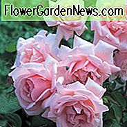 Rose New Dawn, Rosa New Dawn, David Austin Rosen, englische Rosen, rosa Rosen, Kletterrosen, sehr duftende Rosen, Lieblingsrosen, Rosen