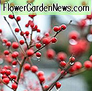 Ilex Verticillata 'Winter Red', Winterberry 'Winter Red', ผลเบอร์รี่สีแดง, พุ่มไม้ดิบ, Winterberry อเมริกัน, Aquifoliaceae, Berry, Holly, Ilex, ไม้พุ่มในช่วงฤดูหนาว