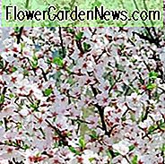 Prunus Tomentosa, นานกิงเชอร์รี่, เชอร์รี่เกาหลี, แมนจูเรียเชอร์รี่, เชอร์รี่ดาวเน่า, เชอร์รี่เซี่ยงไฮ้, เชอร์รี่อันโด, เชอร์รี่เมาน์เทน, เชอร์รี่เชอร์รี่จีน, แคระเชอร์รี่จีน, ไม้พุ่มดอก,