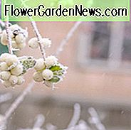 Symphoricarpos Albus, Snowberry ทั่วไป, Snowberry, Waxberry, Symphoricarpos albus var albus, ไอซ์แอ็ปเปิ้ล, Symphoricarpos pauciflorus, Symphoricarpos racemosus, Coralberry สีขาว, Snowberry สีขาว, พุ่มไม้, สีตก, ผลเบอร์รี่สีขาว, พุ่มไม้ที่มีผลเบอร์รี่