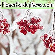 การรวมกันของพืชความคิดของ Flowerbeds สวนฤดูหนาวต้นฤดูใบไม้ผลิสวน Exfoliating Bark, Dogwood, Hazel แม่มด, ilex, ผลเบอร์รี่