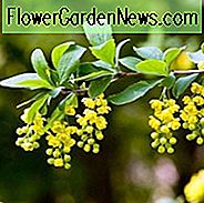 Berberis Koreana, เบอร์รี่เกาหลี, เบอร์รี่, พุ่มไม้ที่มีผลเบอร์รี่, ไม้พุ่ม Evergreen, ผลเบอร์รี่สีแดง, พุ่มไม้ที่ออกดอก