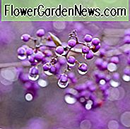 Callicarpa Japonica, ญี่ปุ่น Beautyberry, ผลเบอร์รี่สีม่วง, มิดเวสต์พุ่มไม้, ไม้ดอก,