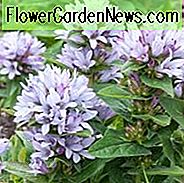 Campanula Glomerata 'Caroline', Clustered Bellflower 'Caroline', Bellflower 'Caroline', Danesblod 'Caroline', Campanula 'Caroline', violette blomster, lilla blomster, lavendel blomster