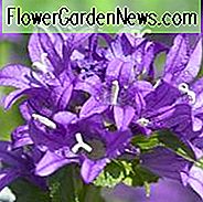 Campanula Glomerata 'Superba', Clustered Bellflower 'Superba', Bellflower 'Superba', Danesblood 'Superba', Campanula 'Superba', violette blomster, lilla blomster