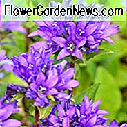 Campanula glomerata var. acaulis, Dwarf Clustered Bellflower, Lilla blomster