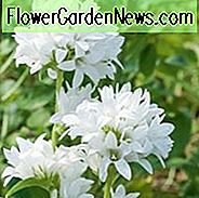 Campanula Glomerata 'Alba', Clustered Bellflower 'Alba', Bellflower 'Alba', Danesblod 'Superba', Campanula glomerata var. alba, hvide blomster