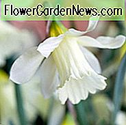 Narcissus WP Milner, PÄsklilja 'W.P. Milner ', trumpet pÄsklilja' W.P. Milner ', trumpet pÄsklilja, vÄrlökar, vÄrblommor, trumpet narcissus, dvÀrg pÄsklilja