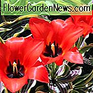 Tulipa Rotkäppchen, Tulpe 'Rotkäppchen', Greigii Tulpe 'Rotkäppchen', Greigii Tulpen, Frühlingszwiebeln, Frühlingsblumen, Tulpe Rotkäppchen, Tulips Greigii, Rote Tulpen