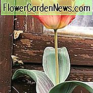 Tulipa süße Dame, Tulpe 'süße Dame', Greigii Tulpe 'rote süße Dame', Greigii Tulpen, Frühlings-Birnen, Frühlings-Blumen, Tulipe süße Dame, Greigii Tulpen, Tulips Greigii, rosa Tulpen, Aprikosen-Tulpen, orange Tulpen