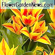 Tulipa 'Winnipeg', Tulpe 'Winnipeg', Greigii Tulpe 'Winnipeg', Greigii Tulips, Frühlingszwiebeln, Frühlingsblumen, Tulipe 'Winnipeg', zweifarbige Tulpen