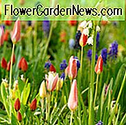 Naturisierende Blumenzwiebeln, Mehrjährige Blumenzwiebeln, Hochleistungs-Blumenzwiebeln, Blumenzwiebeln, die wiederkommen, Blumenzwiebeln, die gut gedeihen