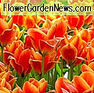 Tulipa Calypso, Tulpe 'Calypso', Greigii Tulpe 'Calypso', Greigii Tulpen, Frühlingszwiebeln, Frühlingsblumen, Tulipe Cape Cod, Greigii Tulpen, Orange Tulpen, Tulips Greigii