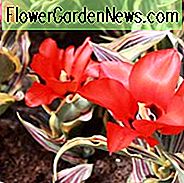 Tulipa Feuer der Liebe, Tulpe 'Feuer der Liebe', Greigii Tulpe 'Feuer der Liebe', Greigii Tulpen, Frühlingszwiebeln, Frühlingsblumen, Tulipe Feuer der Liebe, Tulipes Greigii, rote Tulpen