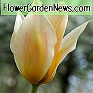 Tulipa Fur Elise, Tulpe 'Fur Elise', Greigii Tulpe 'Fur Elise', Greigii Tulips, Frühlingszwiebeln, Frühlingsblumen, Tulipe Fell Elise, Greigii Tulpen, Tulips Greigii, Cremige Tulpe, Gelbe Tulpe