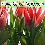 Tulipa Pinocchio, Tulpe 'Pinocchio', Greigii Tulpe 'Pinocchio', Greigii Tulpen, Frühlingszwiebeln, Frühlingsblumen, Tulipe Pinocchio, Rote Tulpen, Zweifarbige Tulpen, Tulips Greigii