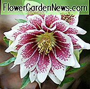 Helleborus Winterjuwelen 'Painted Doubles', Hellebore 'Painted Doubles', Lenten Rose 'Painted Doubles', Helleborus x hybridus 'Painted Doubles', Hellebores Winter Serie, Pinke Hellebore, Bicolor Hellebores, Doppel Hellebores