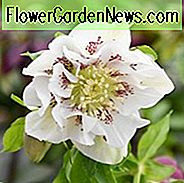 Helleborus × Hybridus 'Doppel Ellen White Spotted', Hellebore 'Doppel Ellen White Spotted', Lenten Rose 'Doppel Ellen White Spotted', Weiß Nieswurz, Double Nieswurz