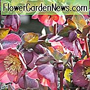 Helleborus 'Pennys Pink', Hellebore 'Pennys Pink', Lenten Rose 'Pennys Pink', Rodney Davey Marmorierte Gruppe, Pink Hellebore, Single Hellebore