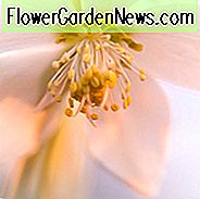 Helleborus Niger, Weihnachtsrose, Bärentatze, Schwarzer Nieswurz, Brumal Rose, Weihnachtspflanze, Christopher's Herb, Christ's Herb, Gewürznelke, St Agnes Rose, White Hellebores