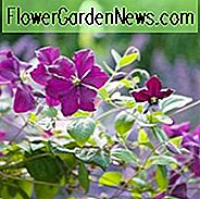 Clematis 'Polish Spirit', Clematis Viticella 'Polish Spirit', Gruppe 3 Clematis, violette Clematis, blaue Clematis