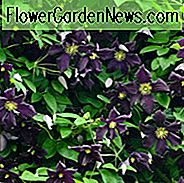 Clematis 'Romantika', Spätblütige Clematis 'Romantika', Gruppe 3 Clematis, violette Clematis, violette Clematis, Clematis Rebe, Clematis Plant, Blumen Reben, Clematis Flower, Clematis Pruning