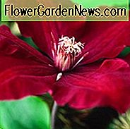 Clematis 'Rouge Cardinal', Großblumige Clematis 'Rouge Cardinal', Gruppe 3 Clematis, rote Clematis, Clematis Rebe, Clematis Plant, Blumen Reben, Clematis Flower, Clematis Pruning