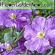 Clematis 'Victoria', Spätgroßblütige Clematis 'Victoria', Gruppe 3 Clematis, violette Clematis, violette Clematis, Clematis Rebe, Clematis Plant, Blumen Reben, Clematis Flower, Clematis