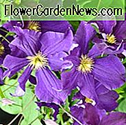 Clematis 'Viola', spät großblumige Clematis 'Viola', Clematis Viticella 'Viola', Clematis 'Kiviviol', Gruppe 3 Clematis, violette Clematis, violette Clematis, Clematis Rebe, Clematis Plant, Blumen Reben, Clematis Flower, Clematis Pruning