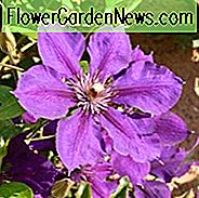 Clematis 'Gipsy Queen', großblumige Clematis 'Gipsy Queen', Clematis 'Gypsy Queen', Gruppe 3 Clematis, rote Clematis, Clematis Rebe, Clematis Plant, Blumenreben, Clematis Flower, Clematis Pruning
