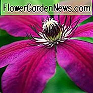 Clematis 'Honora', großblumige Clematis, Clematis der Gruppe 3, purpurrote Clematis, dunkle Clematis, späte Clematis, Clematis-Rebe, Clematis-Pflanze, Blumen-Reben, Clematis-Blume, Clematis-Beschneidung