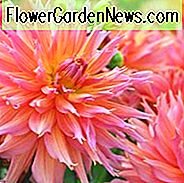 Schöne Dahlien, beste Dahlien, Top Dahlien, große Dahlien, Dahlienknollen, Dahlien, Dahlien, Dahlien, Sommerzwiebeln
