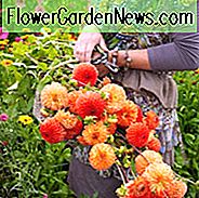 Beste Dahlien zum Schneiden, Schneiden von Gartenideen, Dahlien Karma, Karma Dahlien, Beste Schnittblumen,