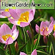 Candia Tulpe 'Fliederwunder', Diverse Tulpe 'Fliederwunder', Tulipa Bakeri 'Fliederwunder', Tulpe 'Fliederwunder', Tulpe 'Fliederwunder', Botanische Tulpen, Tulpenart, Steingartentulpen, Wilde Tulpen, Mittelfrühling Tulpe, zweifarbige Tulpe, Kerzenhalter T
